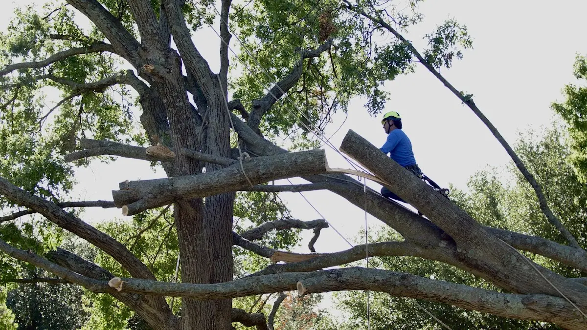 Professional Hazardous Tree Removal performed by certified arborists in Ellisville