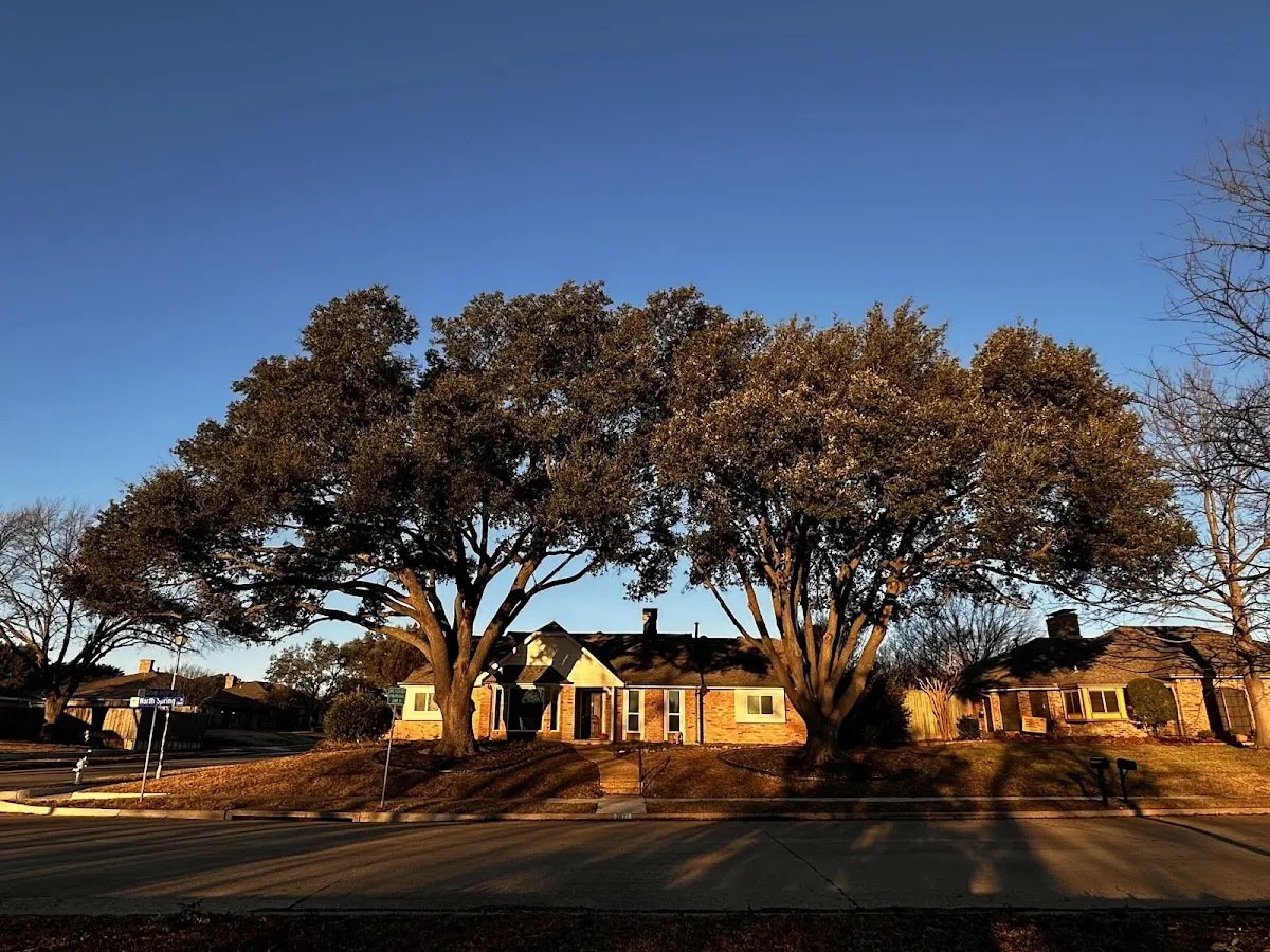 Established residential canopy tree shading a home in Ellisville